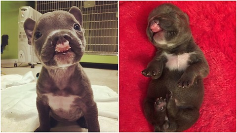 Two puppies were born to a breeder and given up as soon as they were born