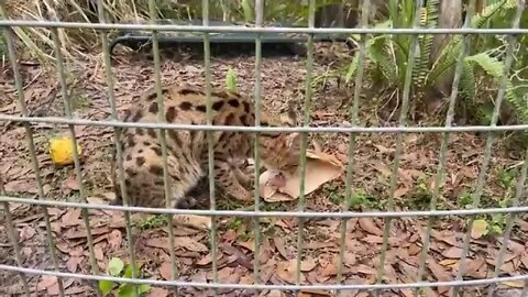 Big Cat Rescue LIVE Q&A with Brittany at Big Cat Rescue 12 12 2022