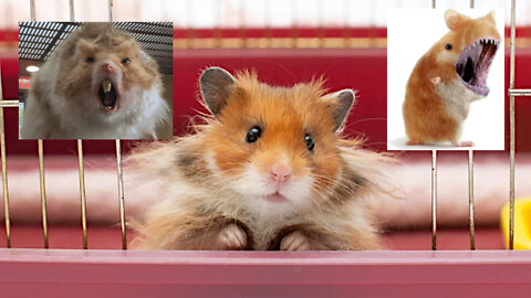 Gene-editing experiment turns fluffy hamsters into ‘aggressive’ mutant rage monsters