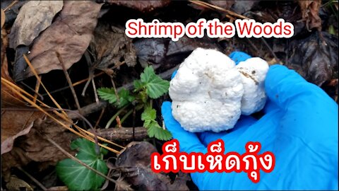 เก็บเห็ดกุ้ง Shrimp of the Woods mushroom, Entoloma Abortivum