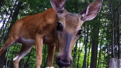 Beautiful wild doe enjoys a snack