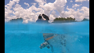 Funny Great Dane Puppy Loves Retrieving & Swimming Lessons