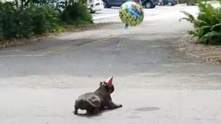 Dog tries to catch his birthday balloon!