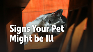 Signs Your Pet Might be Ill