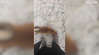 Shiba inu experiência neve pela primeira vez