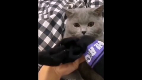 A funny cat sniffs socks and faints