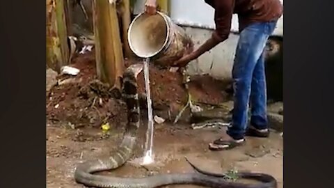 Watch: King cobra enjoys cold water shower