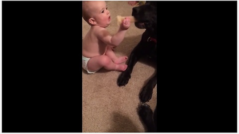 Baby learns to share toy with dog