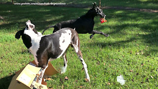Funny Great Danes Open A Box of Little Bags Of Snacks And Start Snacking