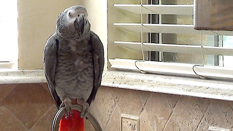 Talking parrot will let you know that "you're all wet"