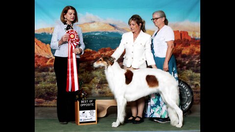 Dasha at the RMBC Independence Day Specialty Best of Breed Judging