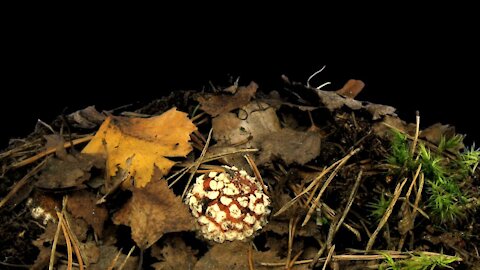 How to Survive Eating Poisonous Fungus