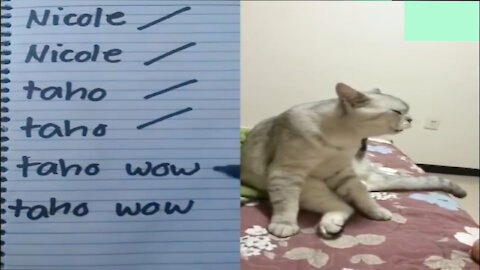 These cats can speak english better than hooman!!