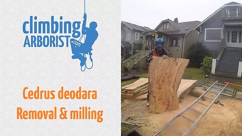 Cedrus deodara tree removal & milling the trunk w/ Alaskan mill