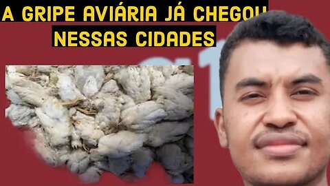 GRIPE AVIÁRIA - últimas notícias da gripe aviária no Brasil