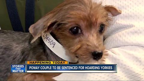 Couple to be sentenced for hoarding Yorkies