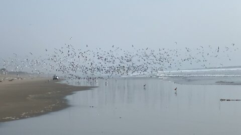 Ton’s of Seagulls take flight!