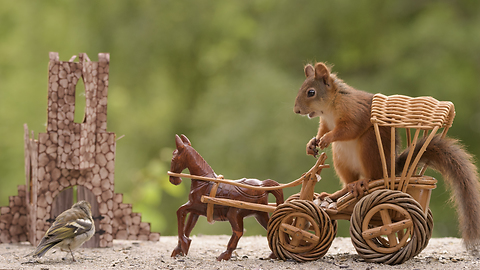 squirrel in chariot