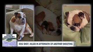 Woman's family pet killed by suspect running from police