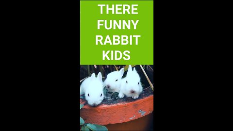 Three Funny and Cute Baby Bunny Rabbit Videos - Baby Animal Video Compilation (2022)