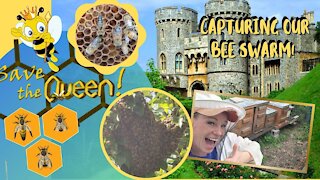 🐝🐝2nd swarm Capturing another Queen and Swarm🐝🐝