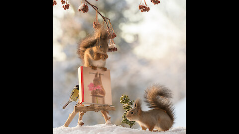 squirrels introduce new book
