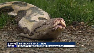 18-foot python caught scaling a roof