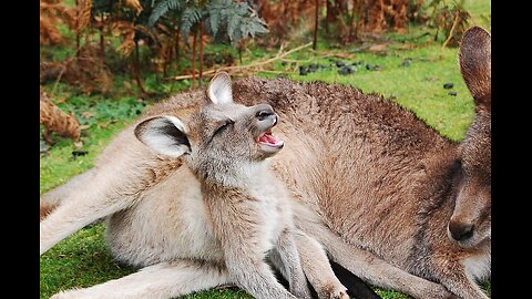 Baby Kangaroos & Joeys - CUTEST Compilation