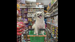 Stop brining your dogs into grocery stores