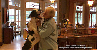 An Epic Bouncing Great Dane Greeting