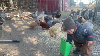 Little Farm Boy Loves Feeding All The Birds