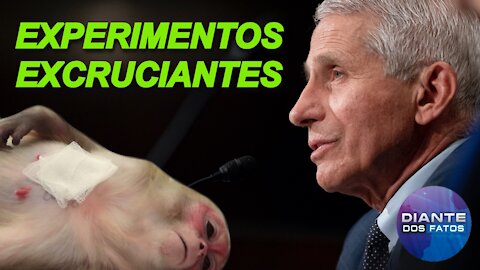 Fauci envolvido com experimentos excruciantes em macacos?; Ômicron: ainda é cedo para conclusões