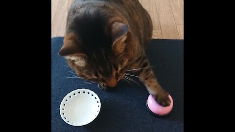 Watch this cat learn how to ring the bell for treats
