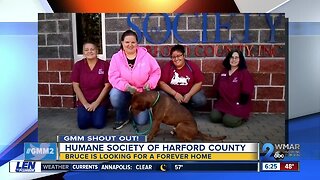 Good morning to the Humane Society of Harford County & Bruce!