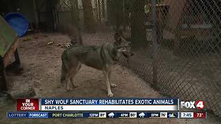 Shy Wolf Sanctuary rescues wild, exotic animals - 7:30am live report