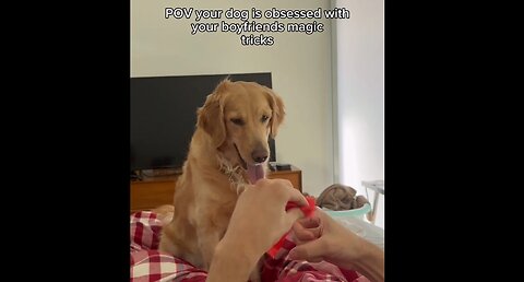 Golden retriever is obsessed with magic tricks