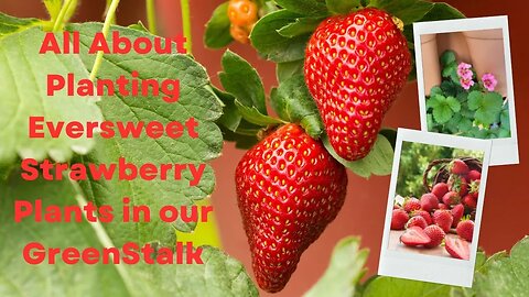 All About Planting Eversweet Strawberry Plants in our GreenStalk
