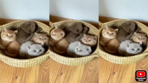 Cat baby's playing under the bucket