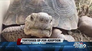 Tortoises who've survived cars hitting them up for adoption by AZGFD