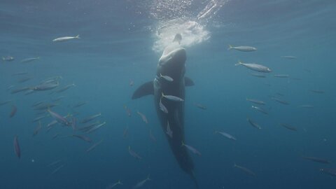 Great White Shark Steals Surfboard