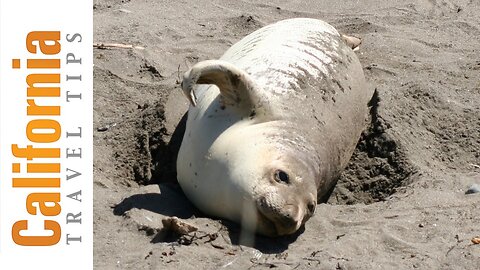 Elephant Seals - Piedras Blancas Travel Guide | California Travel Tips