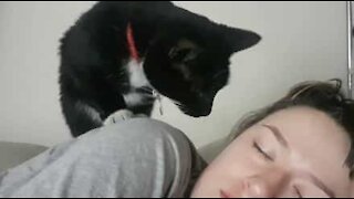 Gato acorda todos os dias a dona com uma patada na cara