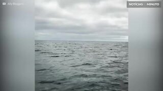 Baleia realiza salto espetacular no Canadá