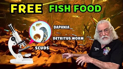 Unlock the Power of Natural Fish Food for Your Aquarium