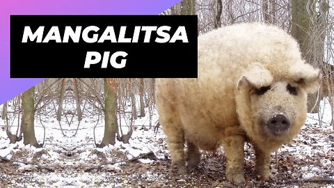 Mangalitsa Pig 🐷 One Unique Animal You Have Never Seen #shorts