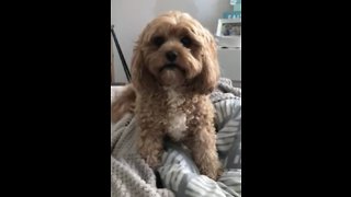 Super excited dog can't wait to open birthday present