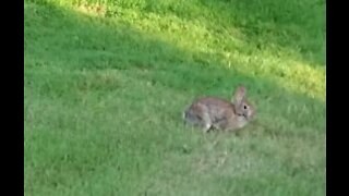 Does the rabbit escape a hawk