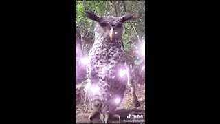 Owl vid