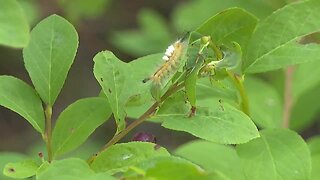 Toxic Caterpillar