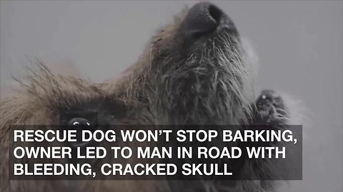 Rescue Dog Won’t Stop Barking, Owner Led to Man in Road with Bleeding, Cracked Skull